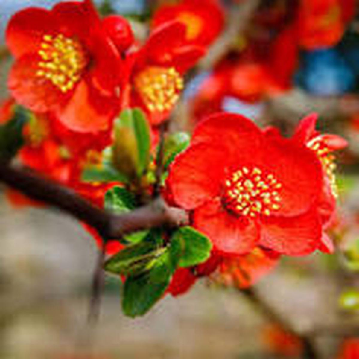 Chaenomeles Flower Seeds for Planting Heirloom, Non-GMO, High Germination Organic Garden Seeds