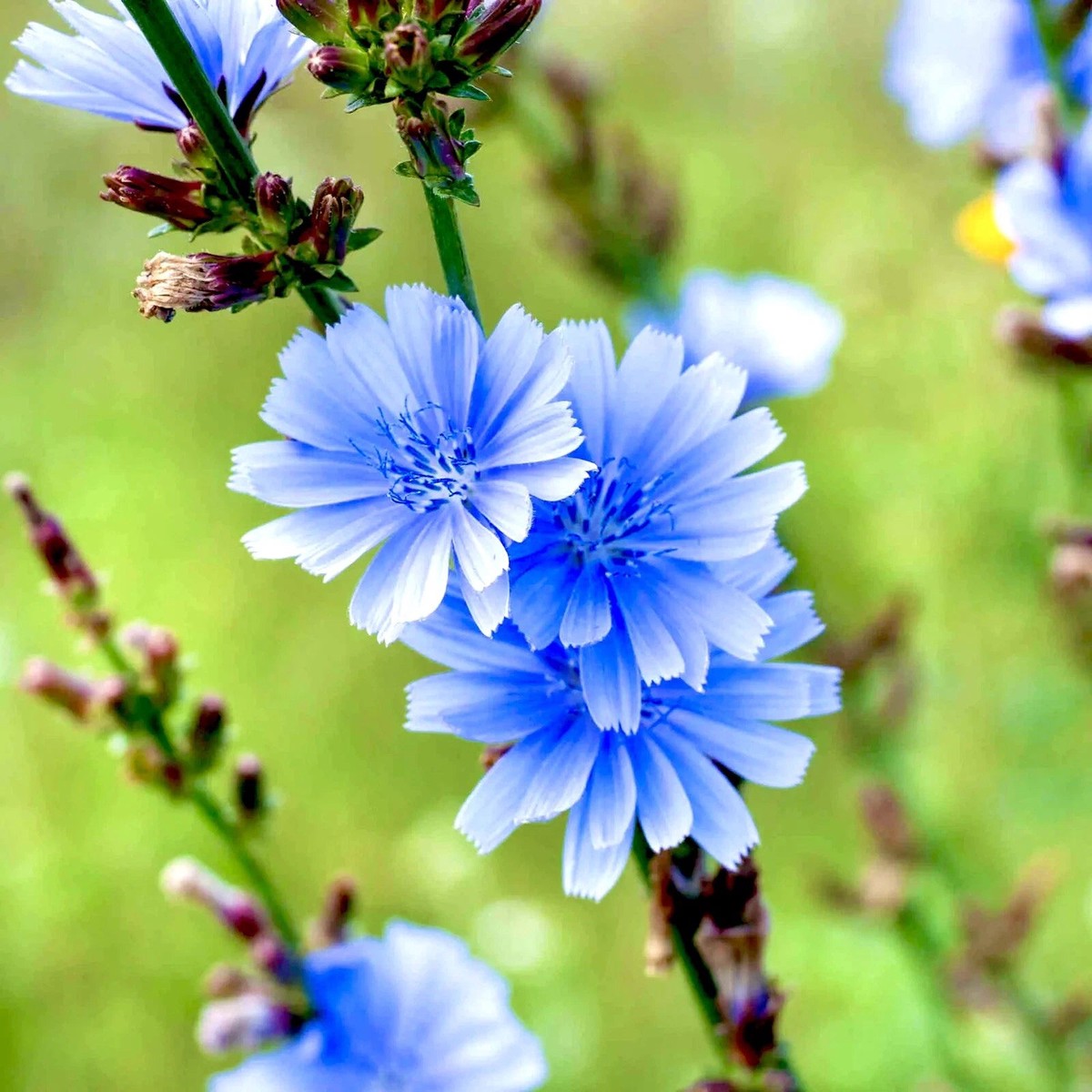 Chicory Seeds Blue Perennial Coffee Subst Flowers Shipping Heirloom, Non-GMO, High Germination Organic Garden Seeds