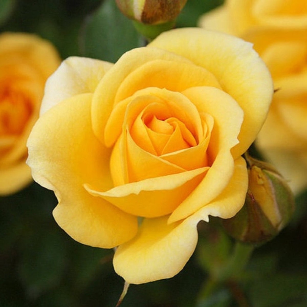 Climbing Autumn Sunset Rose Seeds for Planting Heirloom, Non-GMO, Easy to Grow, Perennial, Orange-Pink Flowers