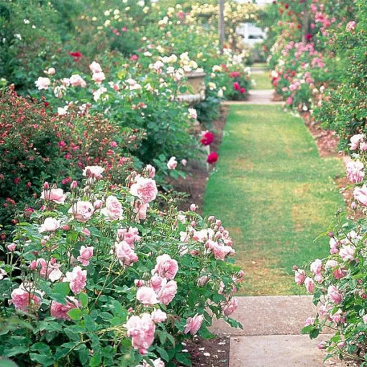 Climbing Rose Mix Seeds | Mixed Color Garden Climbing Roses  Heirloom, Non-GMO, High Germination Organic Garden Seeds