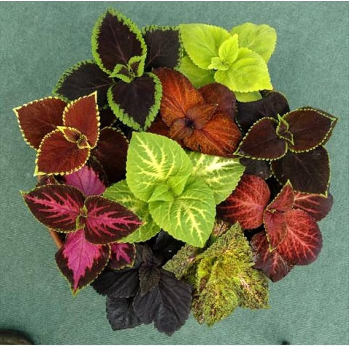 Coleus Plectranthus Scutellarioides Rainbow Herb For Planting Great For Indoor Pots Colorful