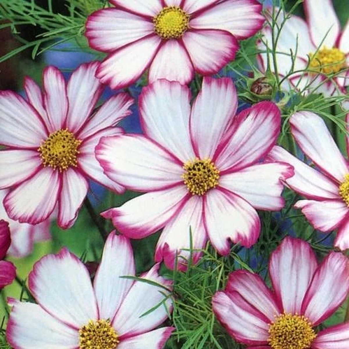 Cosmos CANDY STRIPED Pink White Petals - Great Cut Flowers Seeds Heirloom, Non-GMO, High Germination Organic Garden Seeds