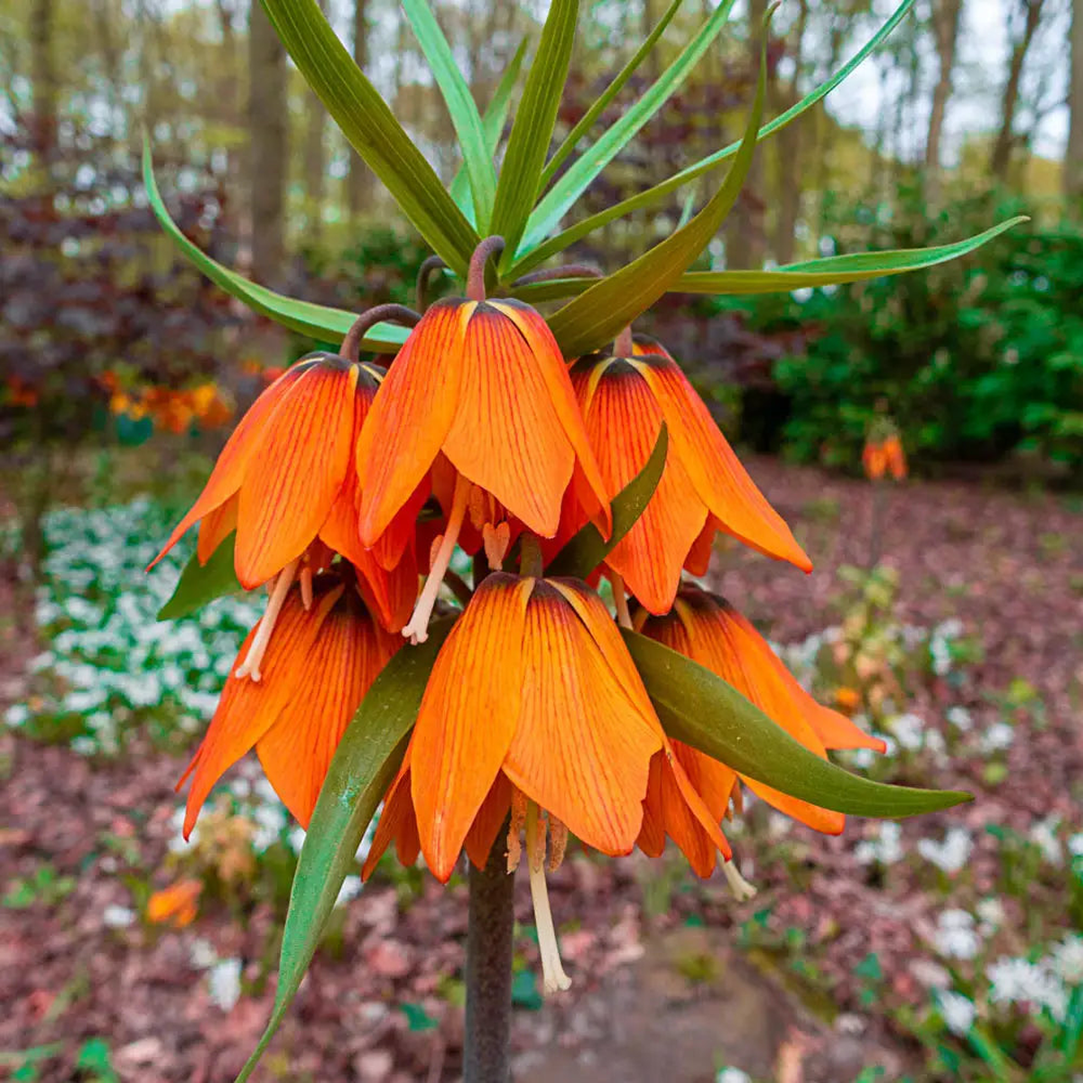 Crown Imperial Flower Fritillaria Imperialis For Colorful Spring Garden Planting Flower Seeds for
