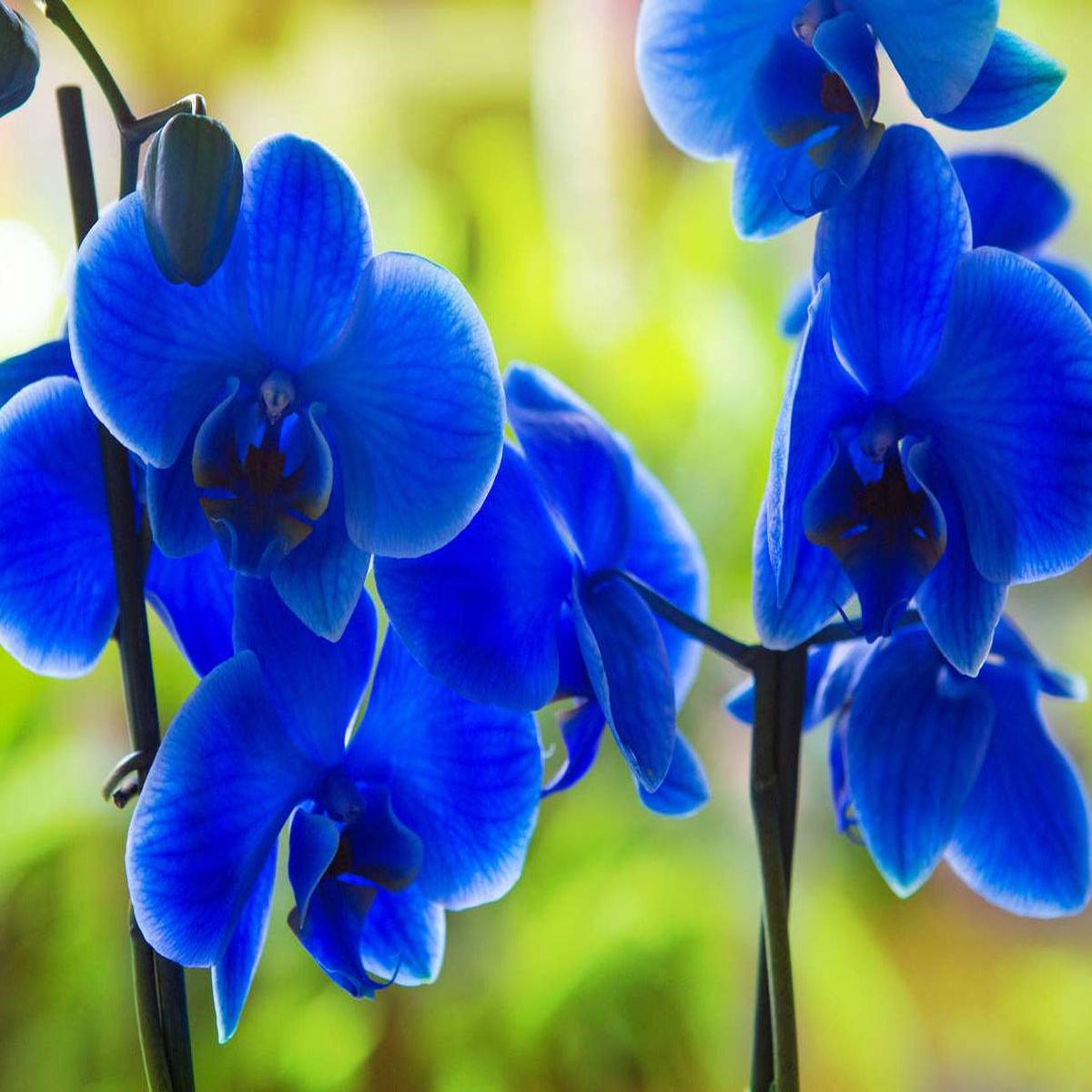 Deep Blue Phalaenopsis Orchid Flower seeds for Planting Bright Blooms Heirloom & GMO Free Seeds for Home Garden Sale