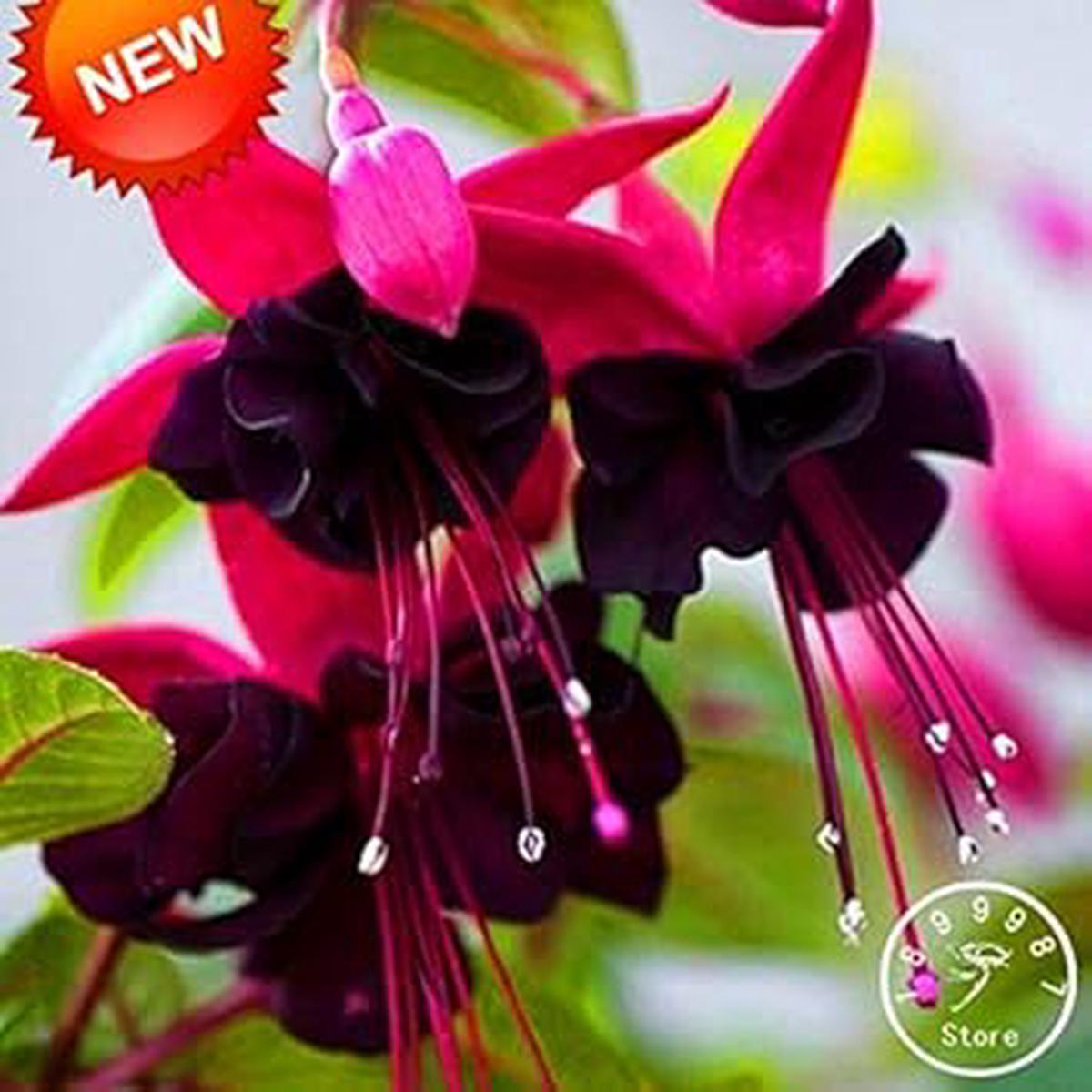 Double Petals Fuchsia Flower Seeds for Planting  NON GMO Heirloom Seeds, High Germination, Organic Garden