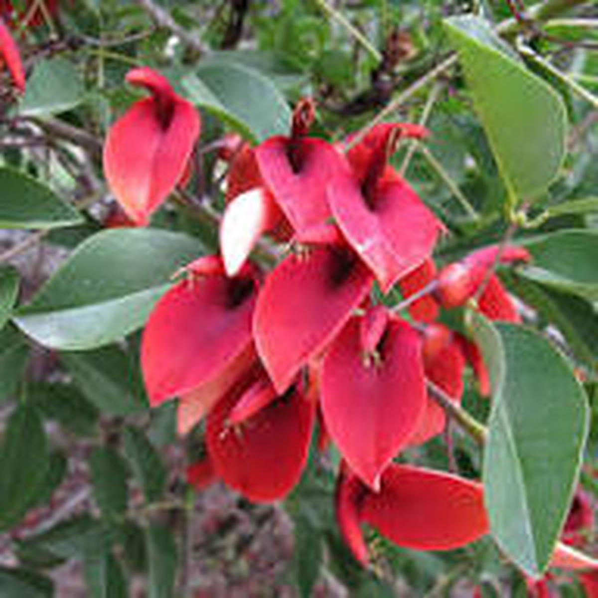 Erythrina Flower Seeds for Planting | Heirloom Non-GMO High Germination Organic Garden Seeds