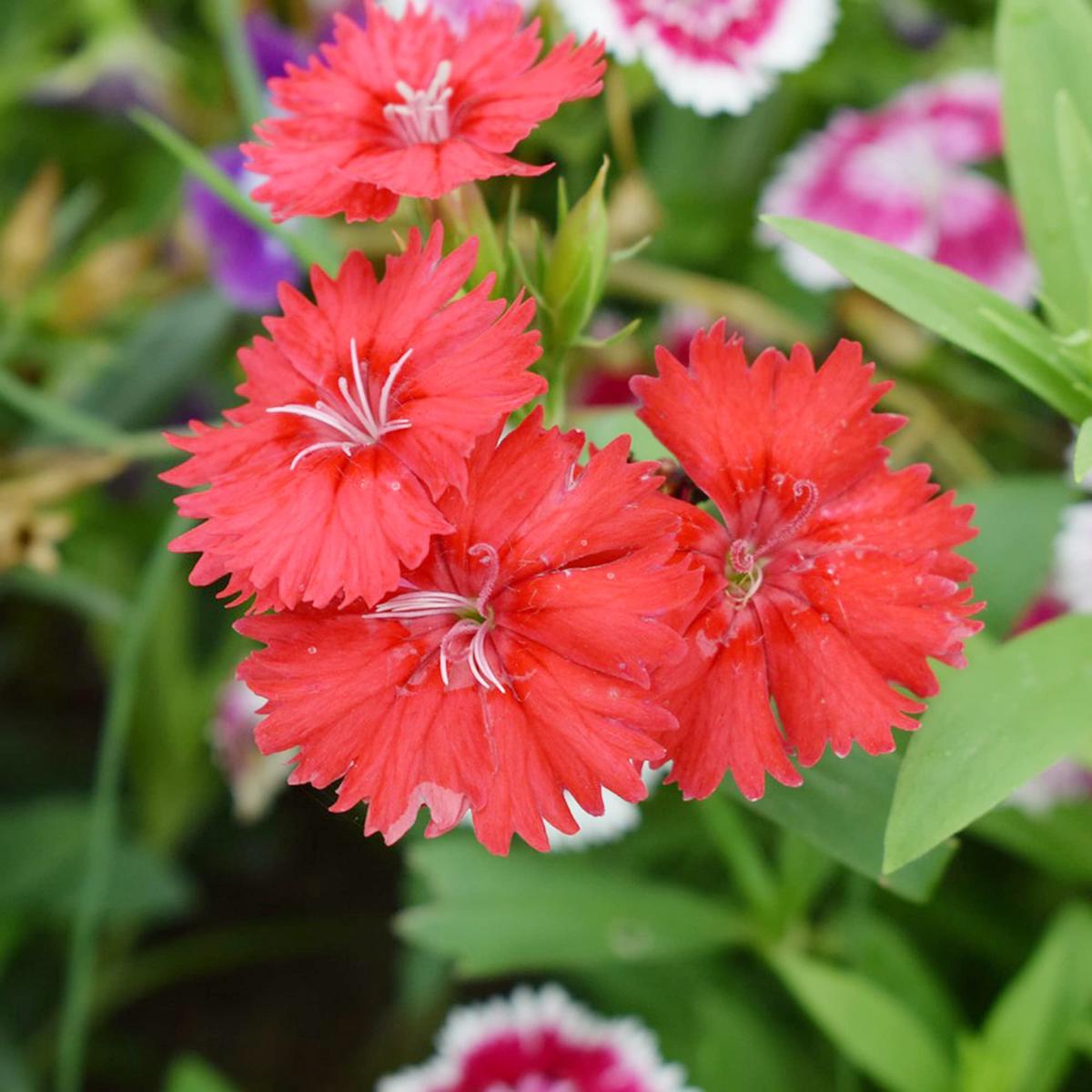 Flashing Lights Dianthus Deltoides Flower Seeds for Planting Heirloom, Non-GMO, Easy to Grow, Perennial
