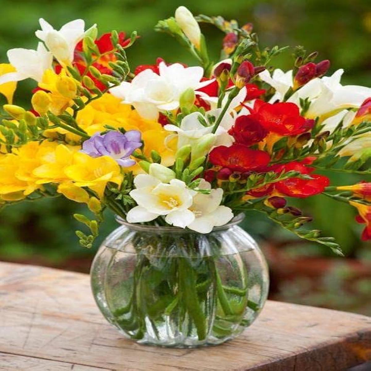 Freesia Freesia Refracta Flower Seeds for Planting  Suitable for Home Garden and Fragrant Spring Displays