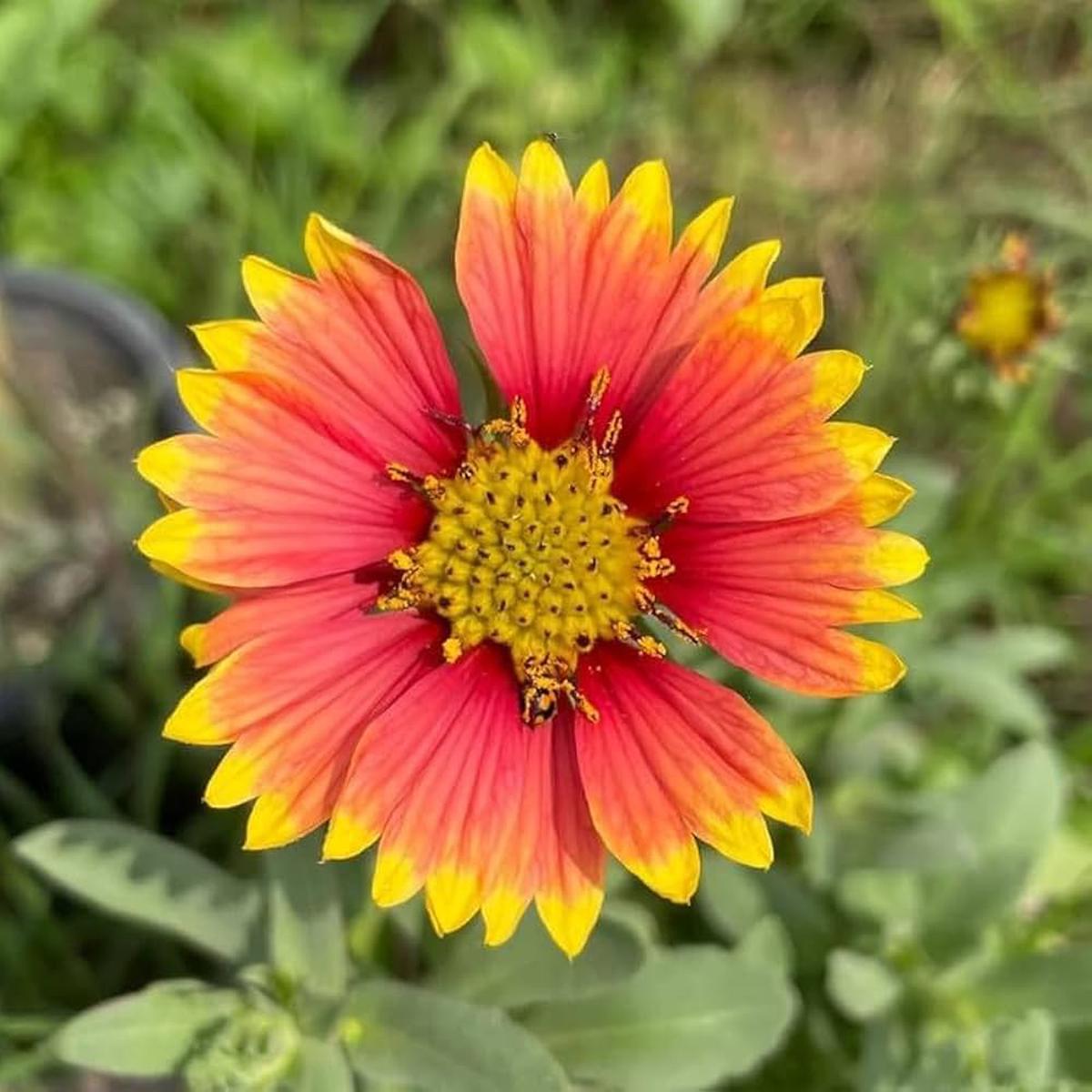 Gaillardia Pulchella Flower seeds for Planting Drought Tolerant Heirloom & GMO Free Seeds for Home Garden