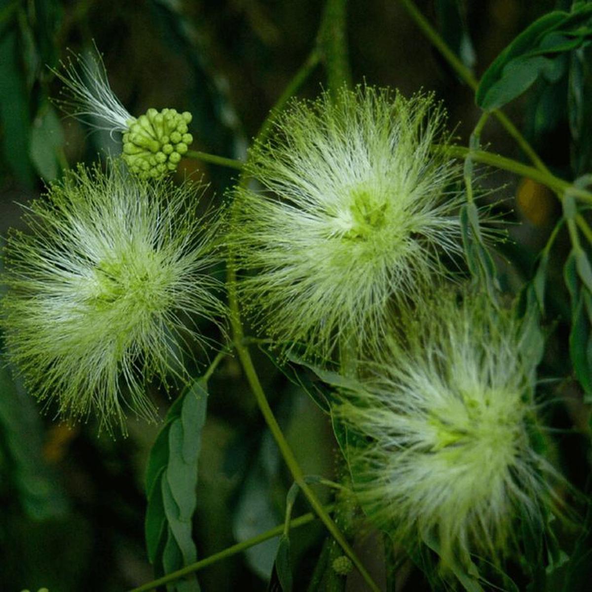Green Albizia Flower Seeds for Planting  Heirloom, Non-GMO, High Germination Organic Garden Seeds, Cut Flower Favorite