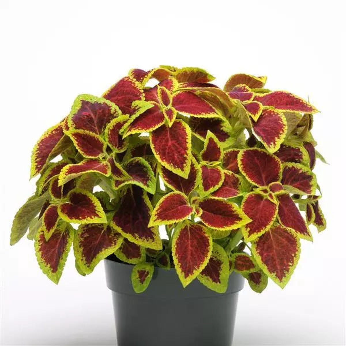 Heirloom Coleus Sun Crimson Gold Flowering Seeds for Planting  Non-GMO, High Germination Organic Garden Seeds