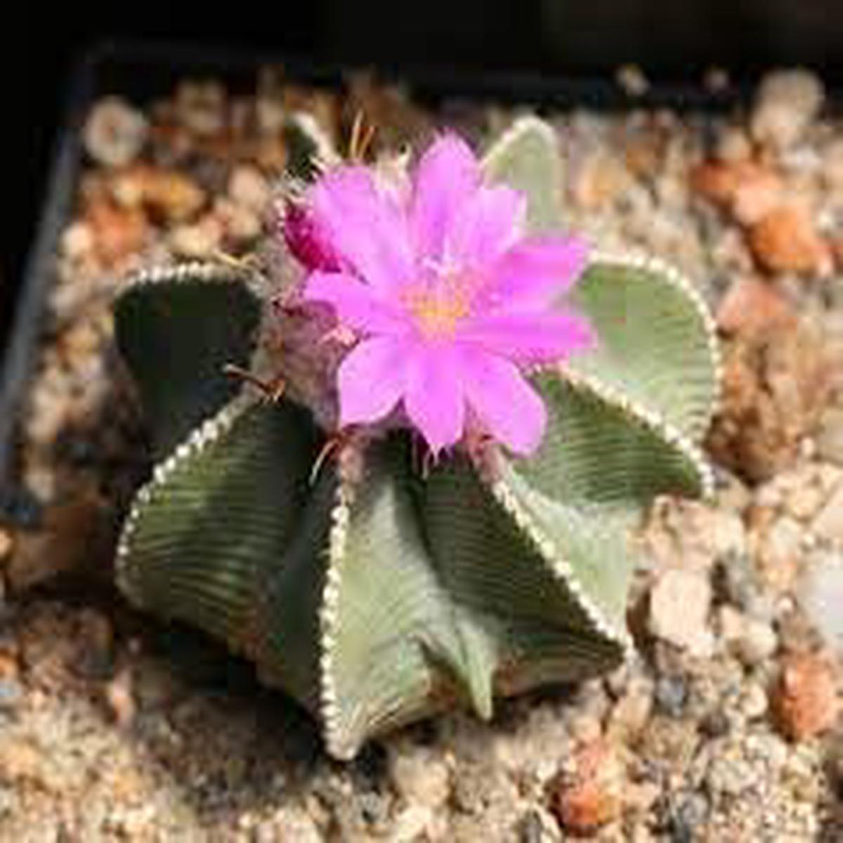Heirloom Non Gmo Aztekium Flower For Planting Rare Cactus Blooms For Succulent Gardens Flower Seeds