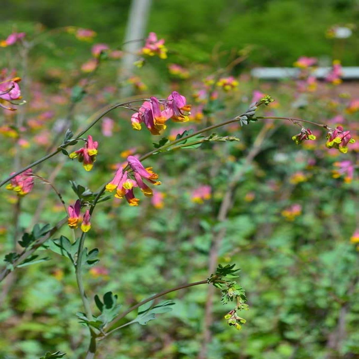 Heirloom Non-GMO Corydalis Sempervirens Flower Seeds for Planting Hardy Fragrant Wildflower Garden Blooms