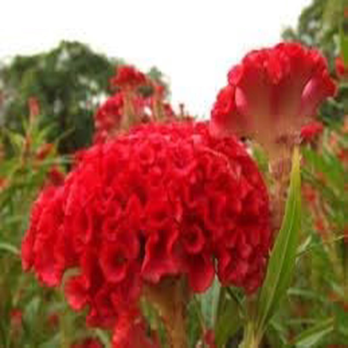 Heirloom Non-GMO Rooster Flower Seeds for Planting for Bold Garden Displays