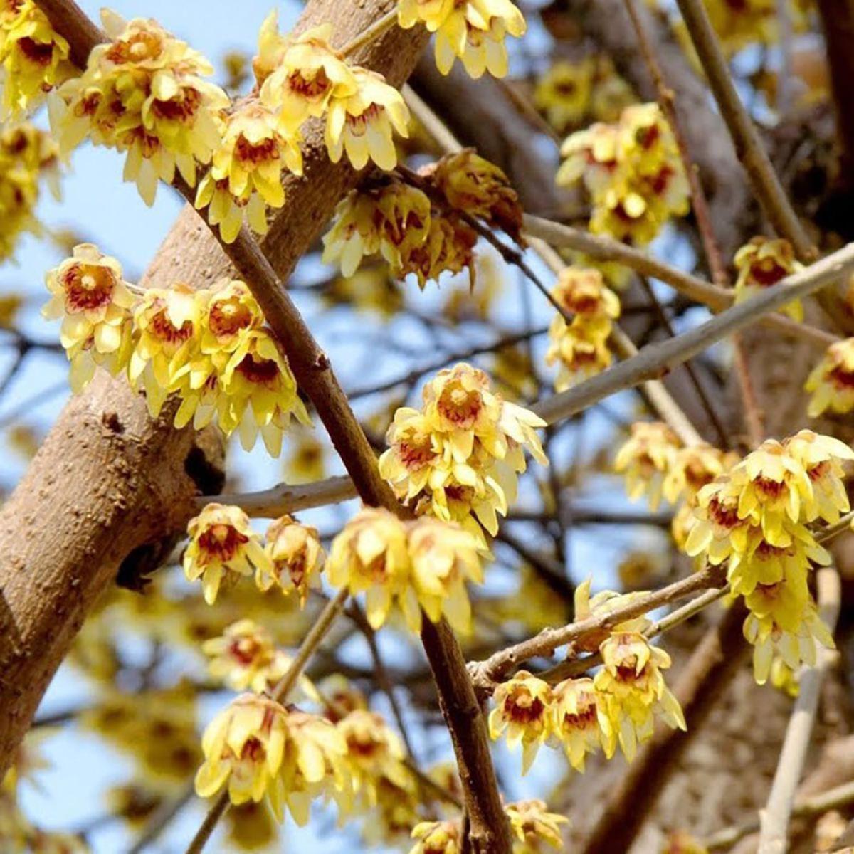 Heirloom Red Chimonanthus Flower Seeds, Non-GMO Fragrant Bloom Seeds for Garden Planting