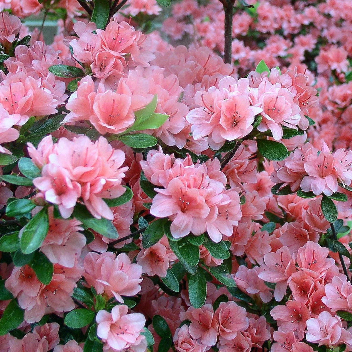 Heirloom Rhododendron Flower Seeds for Planting  Mixed Colors, Non-GMO Perennial Blooms, High Germination