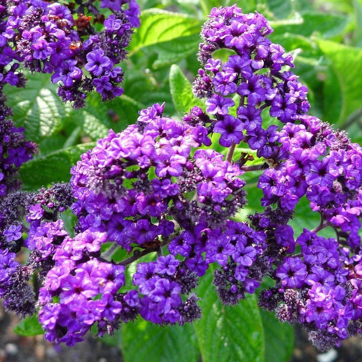 Heliotrope Marine Flower seeds for Planting Perfect for Borders Heirloom & GMO Free Seeds for Home Garden