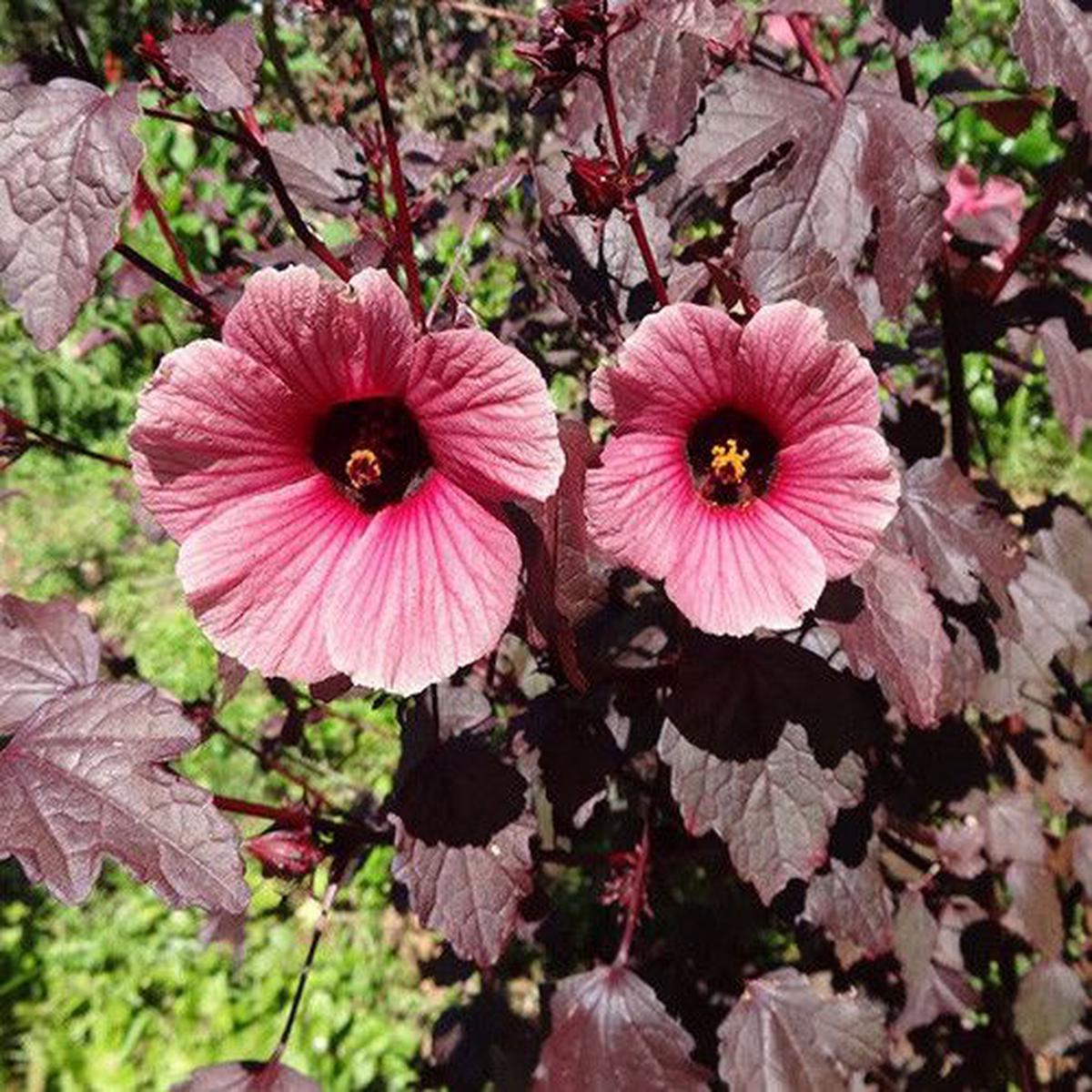 Hibiscus Acetosella Flower Seeds for Planting Heirloom, Non-GMO, Organic Garden Seeds