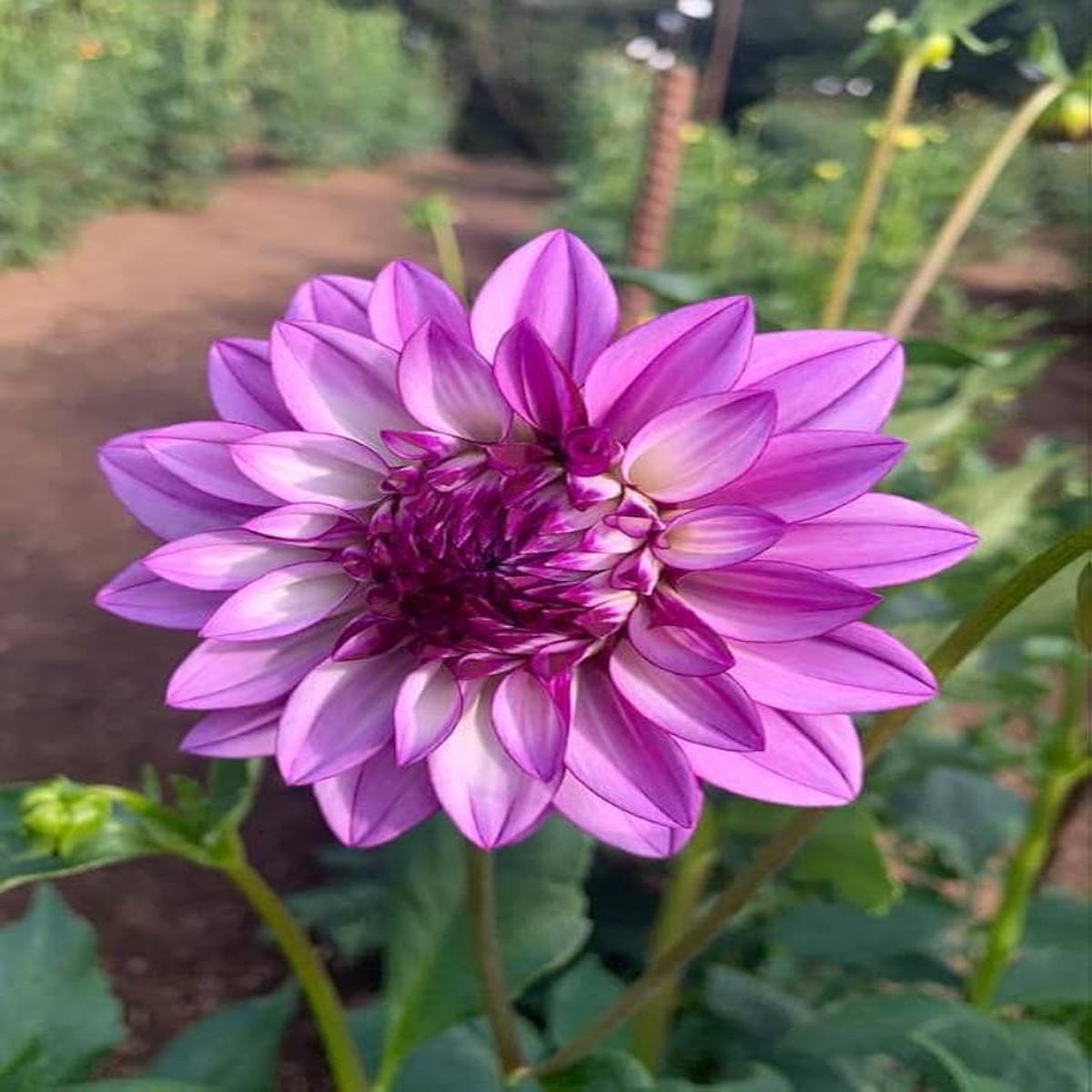 Lavender Two Colour Dahlia Flower Seeds for Planting  Heirloom, Non-GMO, Long Bloom Season