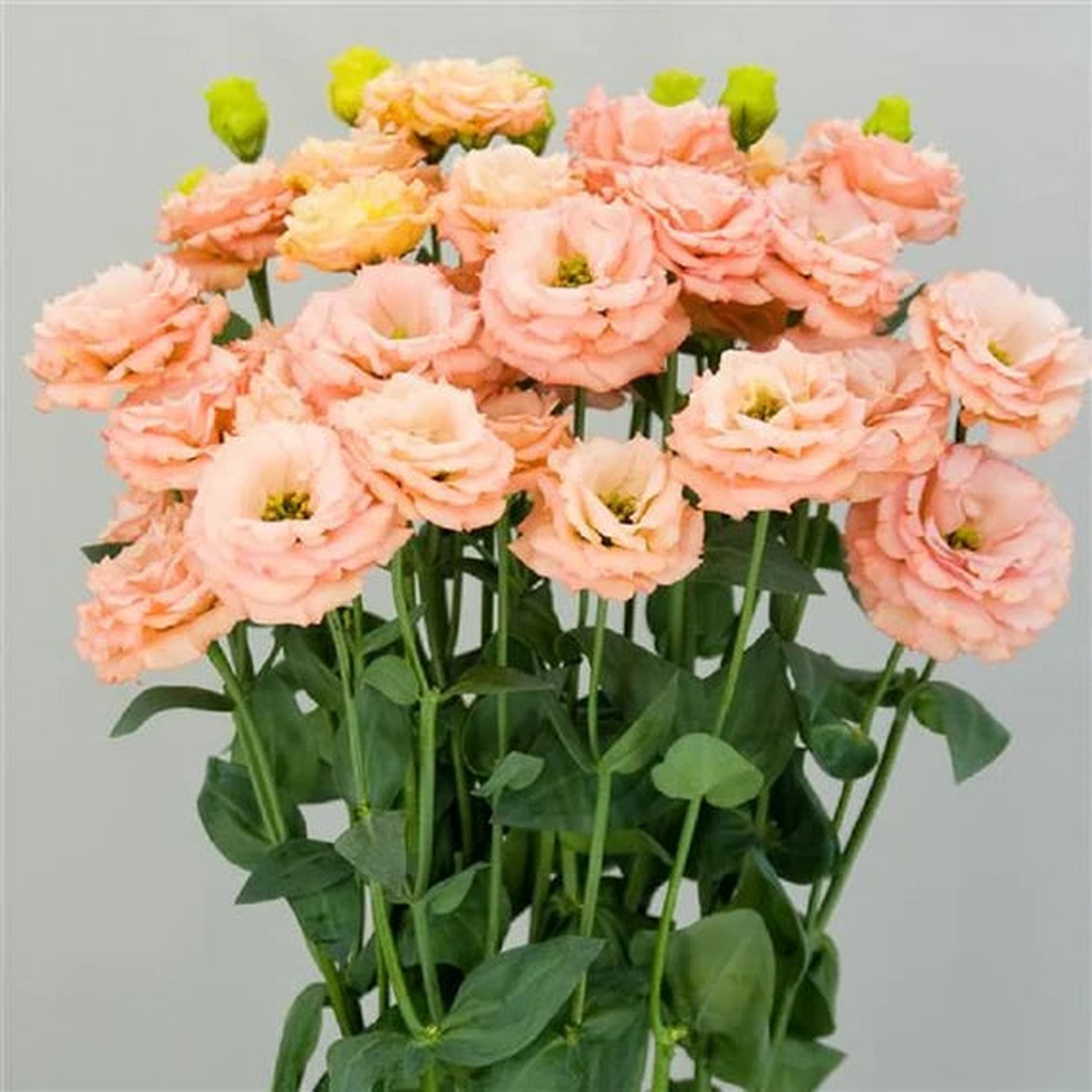 Light Orange Eustoma Flower Seeds for Planting  Heirloom, Non-GMO, Organic Garden Seeds with High Germination