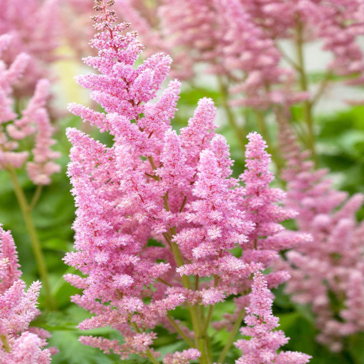 Light Pink Astilbe Flower Seeds for Planting Heirloom, Non-GMO, High Germination Organic Garden Seeds
