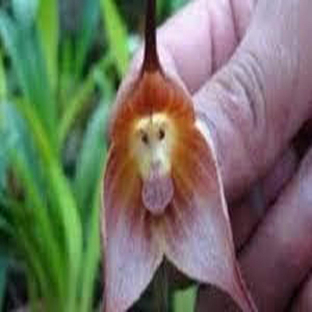 Light Pink Monkey Face Flower seeds for Planting - Bright Blooms, Heirloom & GMO Free Seeds for Home Garden