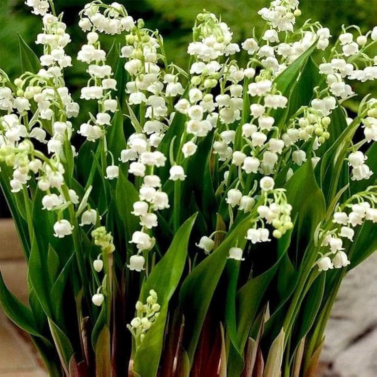 Lily of the Valley Convallaria Majalis flower seeds for planting in shaded home garden beds and woodland settings
