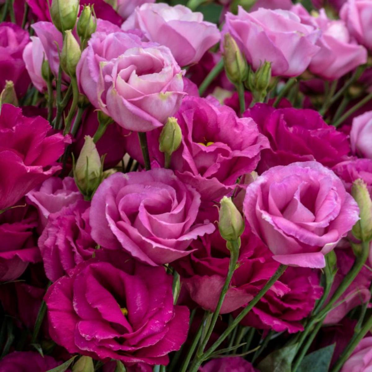 Lisianthus Rosita Red Hybrid Imported  Heirloom, Non-GMO, High Germination Organic Garden Seeds
