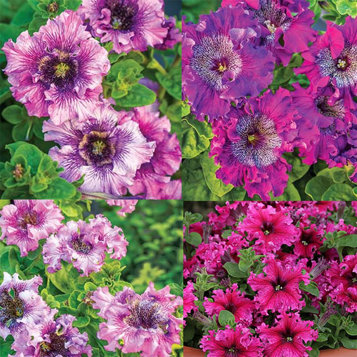 Mixed Color Petunia Seeds ( , Rare Gift, Beautiful Flowers)