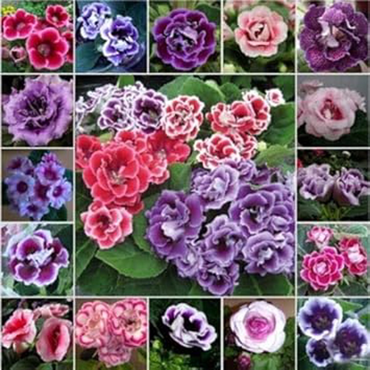 Mixed Colour Brazilian Gloxinia Flower Seeds for Planting Heirloom, Organic, Non-GMO, High Germination Exotic Blooms