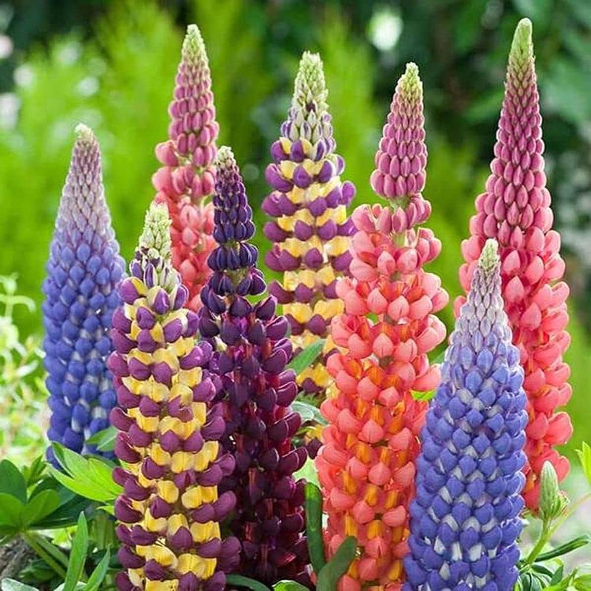 Mixed Lupine Flower Lupinus Polyphyllus For Planting Home Garden Flower Bed Flower Seeds for Home