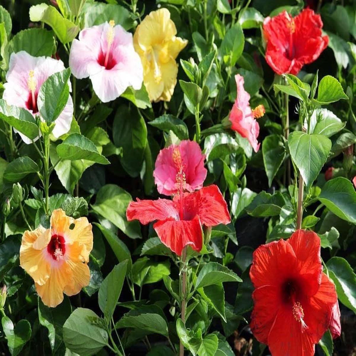 Multi-Colour Hibiscus Flower seeds for Planting - Compact Growth, Heirloom & GMO Free Seeds for Home Garden