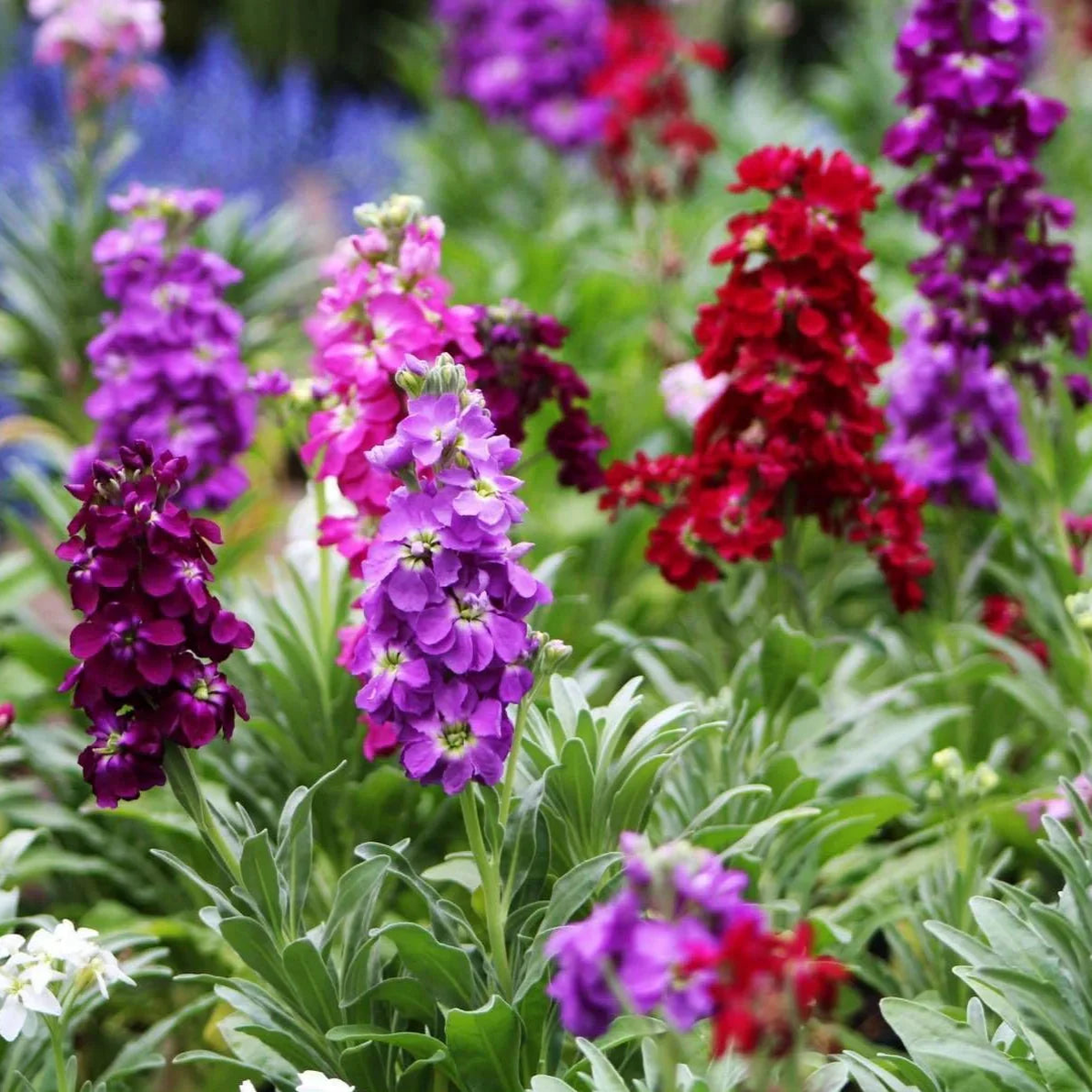Multi-Colour Matthiola Incana Flower Seeds for Planting