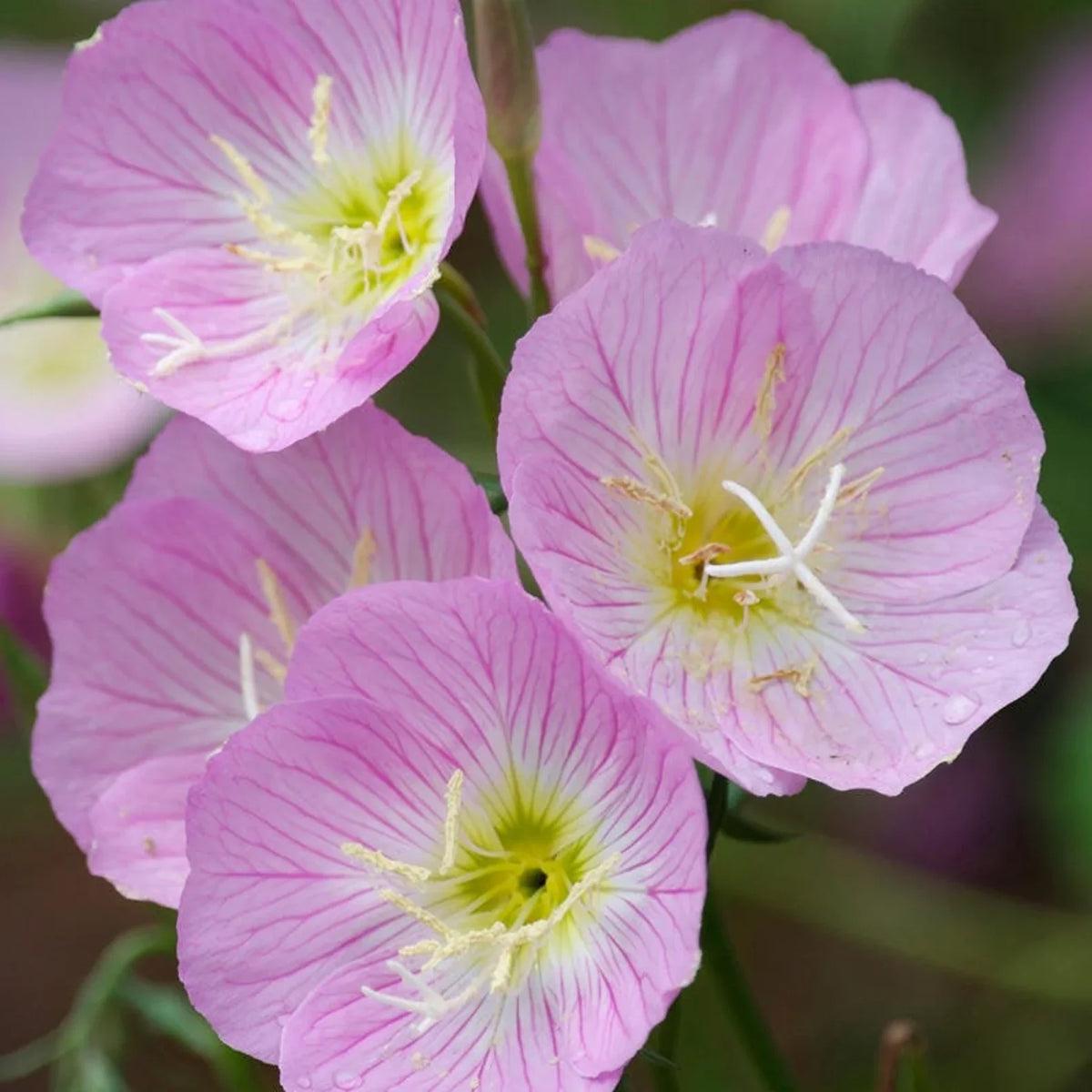Oenothera speciosa (Mexican or Showy Evening Primrose)Flower Seeds for Planting Flower seeds for Planting Bright Blooms Heirloom GMO flower your garden