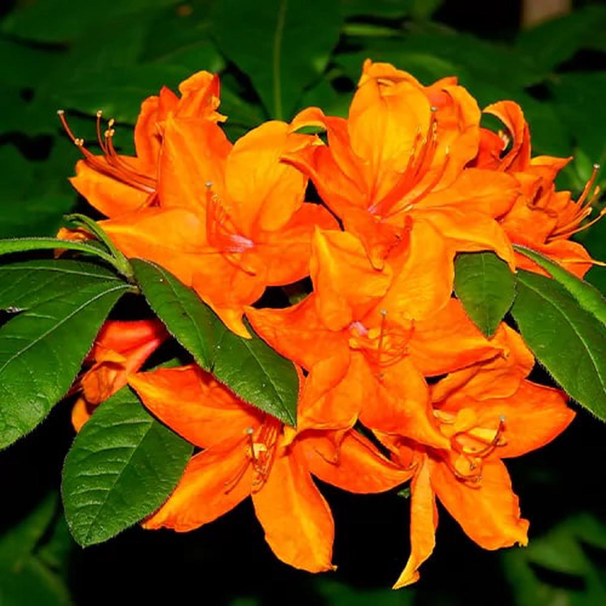 Orange Azalea Flower Seeds for Planting Heirloom, Non-GMO, High Germination Organic Garden Seeds