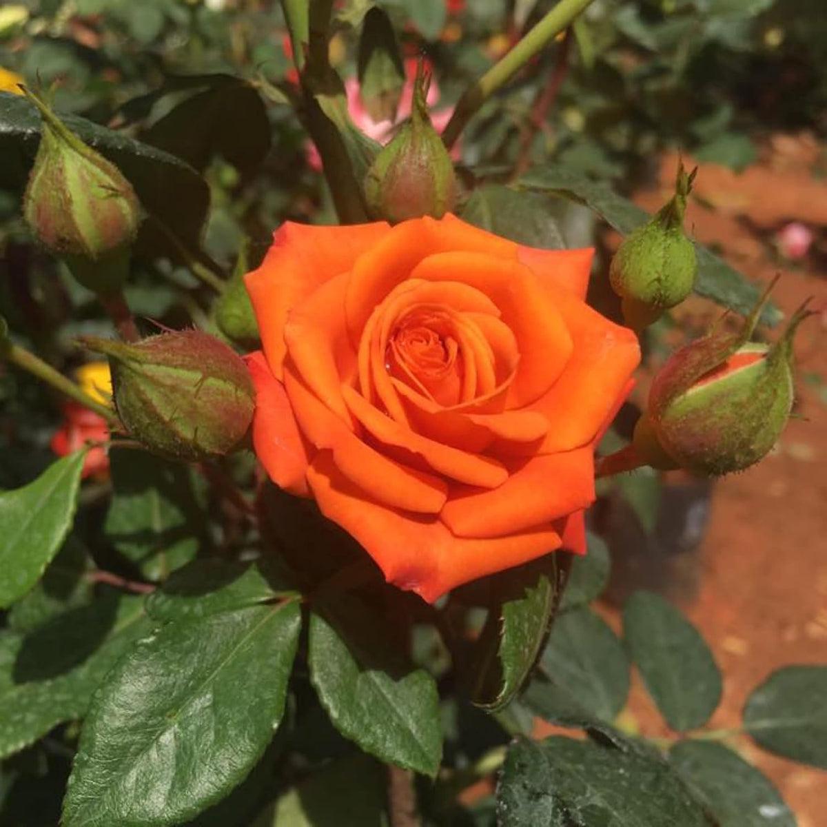 Orange Miniature Rose Flower seeds for Planting Sun Loving Heirloom & GMO Free Seeds for Home Garden Sale