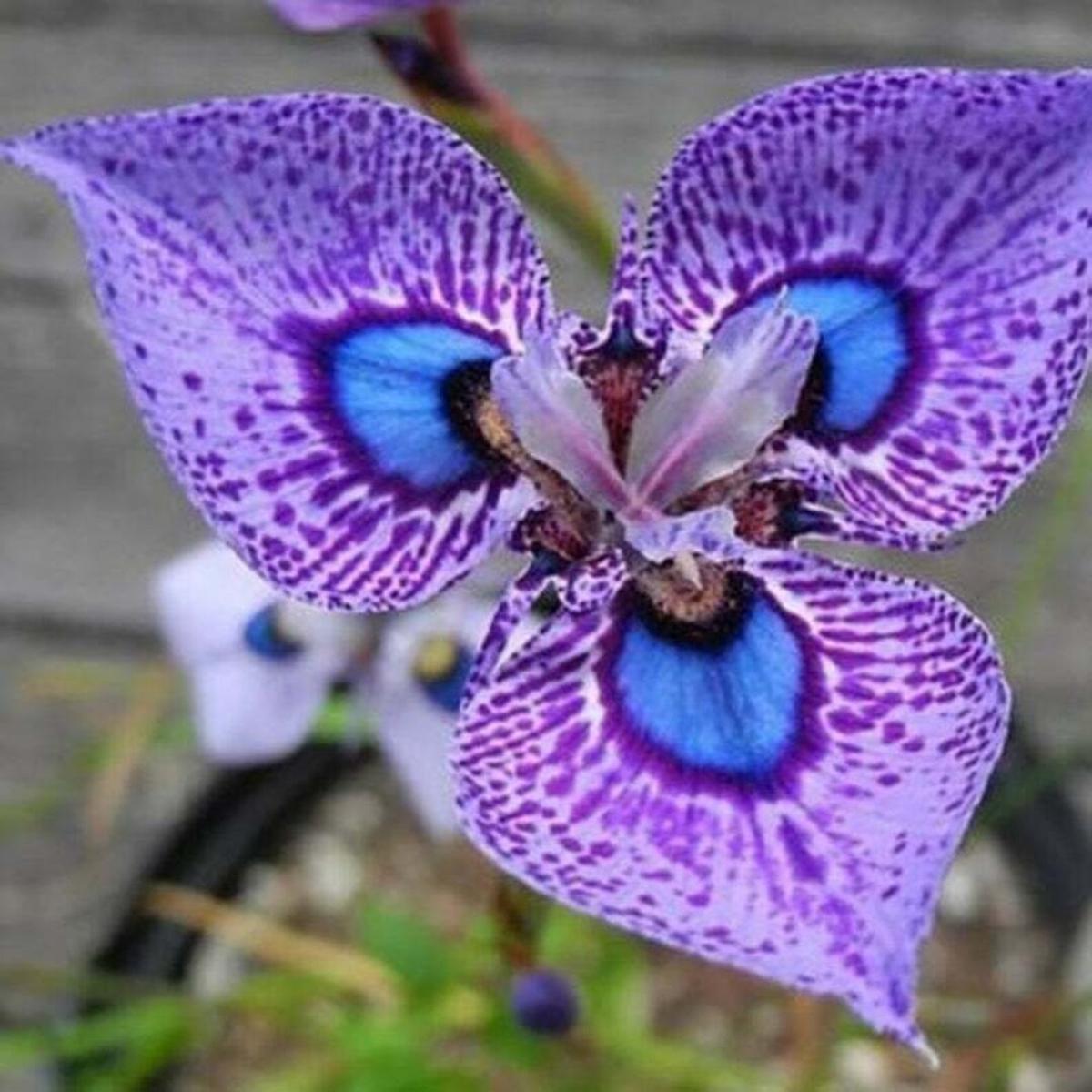 Organic Blue-Purple Phalaenopsis Orchid Seeds for Planting  Heirloom, Non-GMO Seeds