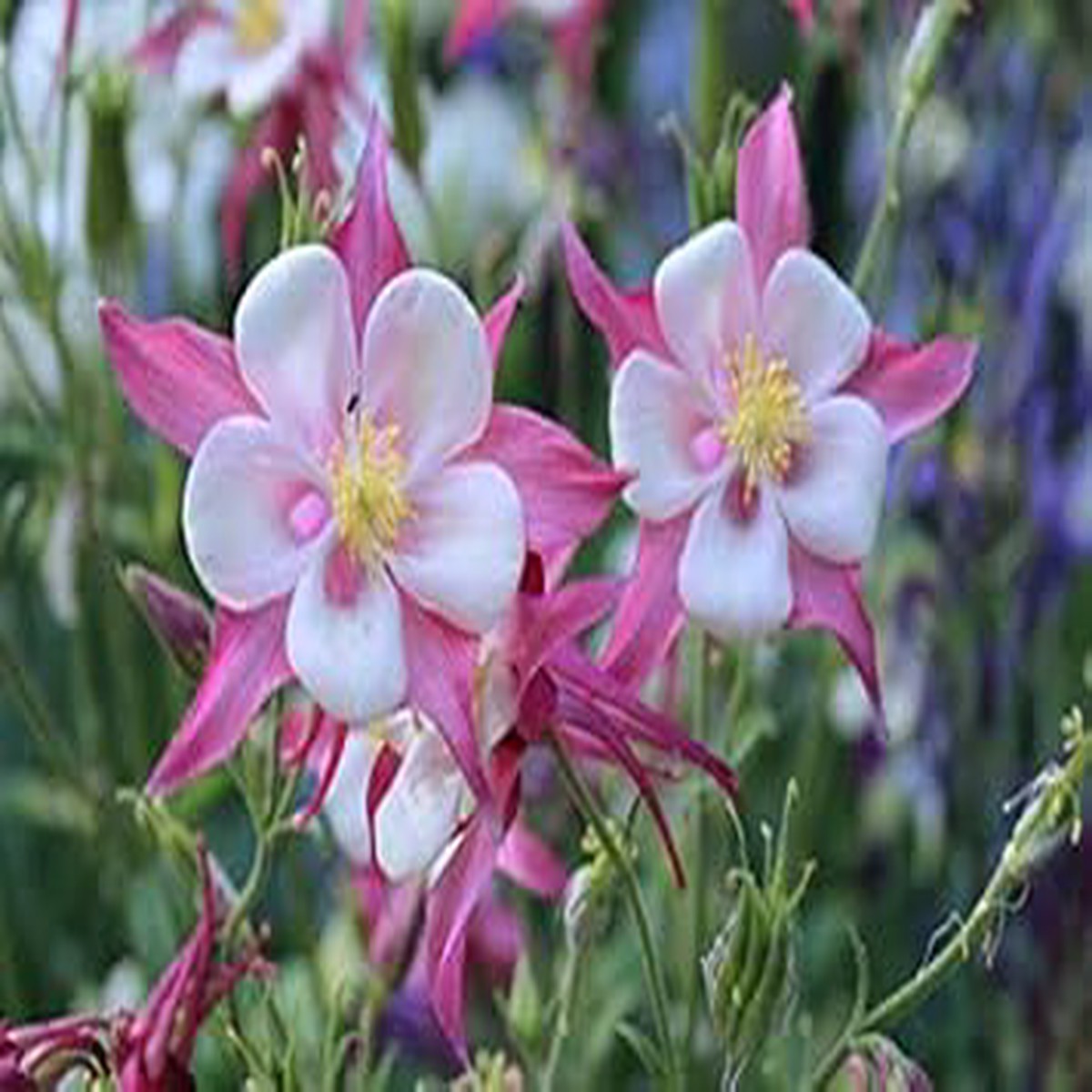 Organic Heirloom Non-GMO White Pink Aquilegia Seeds for Planting  High Germination Organic Garden Seeds