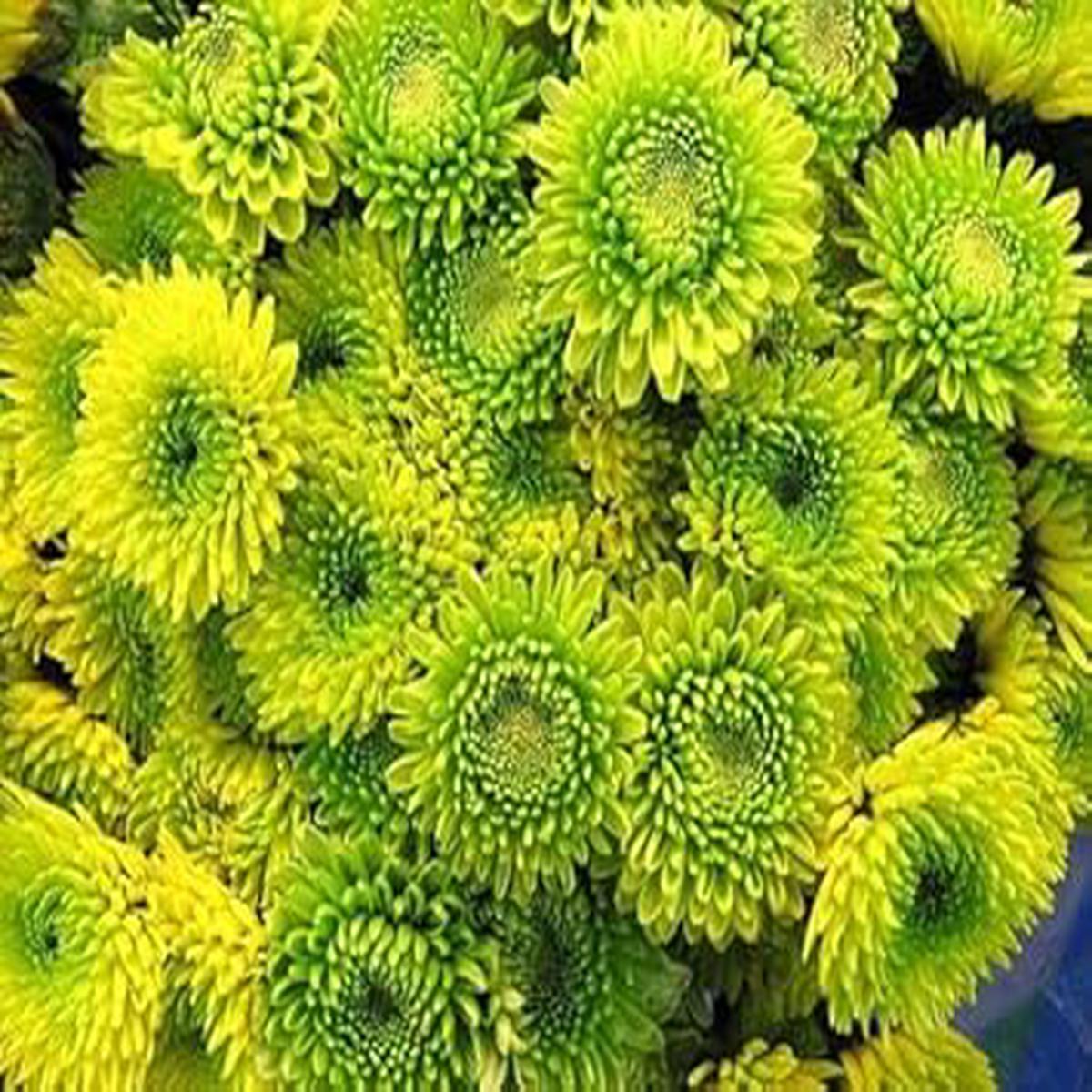 Organic Light Green China Aster Flower Seeds for Planting  Heirloom, Non-GMO, High Germination Organic Garden Seeds