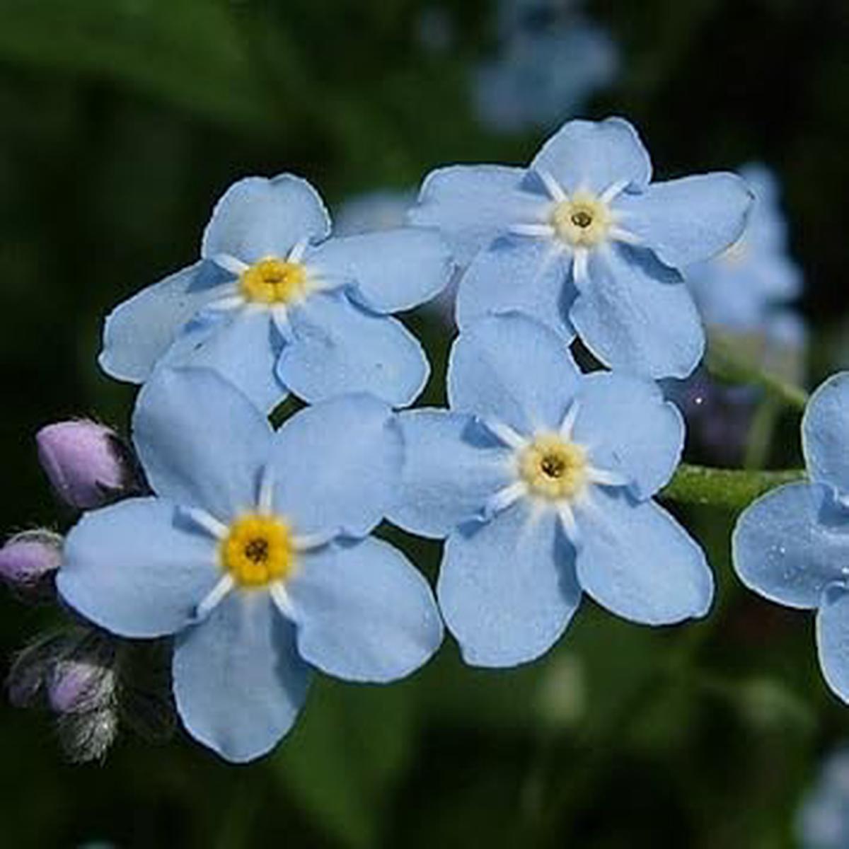 Organic Sea Blue Myosotis Sylvatica Flower Seeds for Planting  Heirloom, Non-GMO