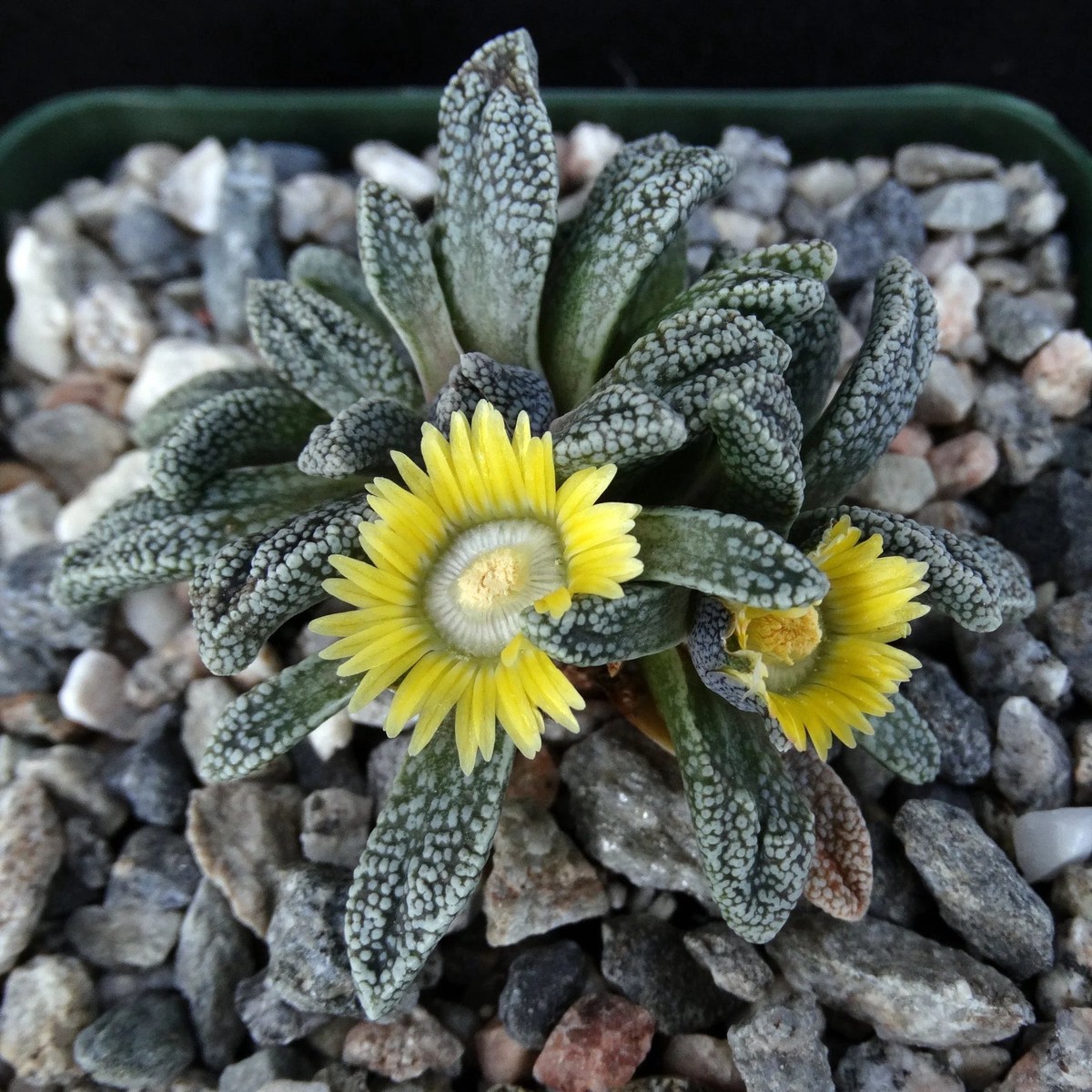 Organic Yellow Nananthus Plant Seeds for Planting Heirloom, Non-GMO