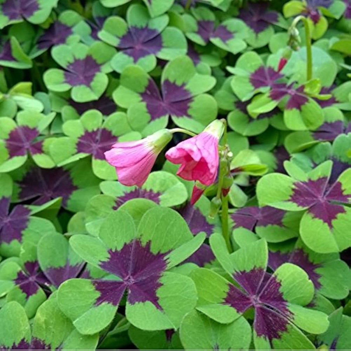 Oxalis Iron Cross Plant Heirloom Non Gmo Planting Unique Garden Foliage Flower Seeds Home