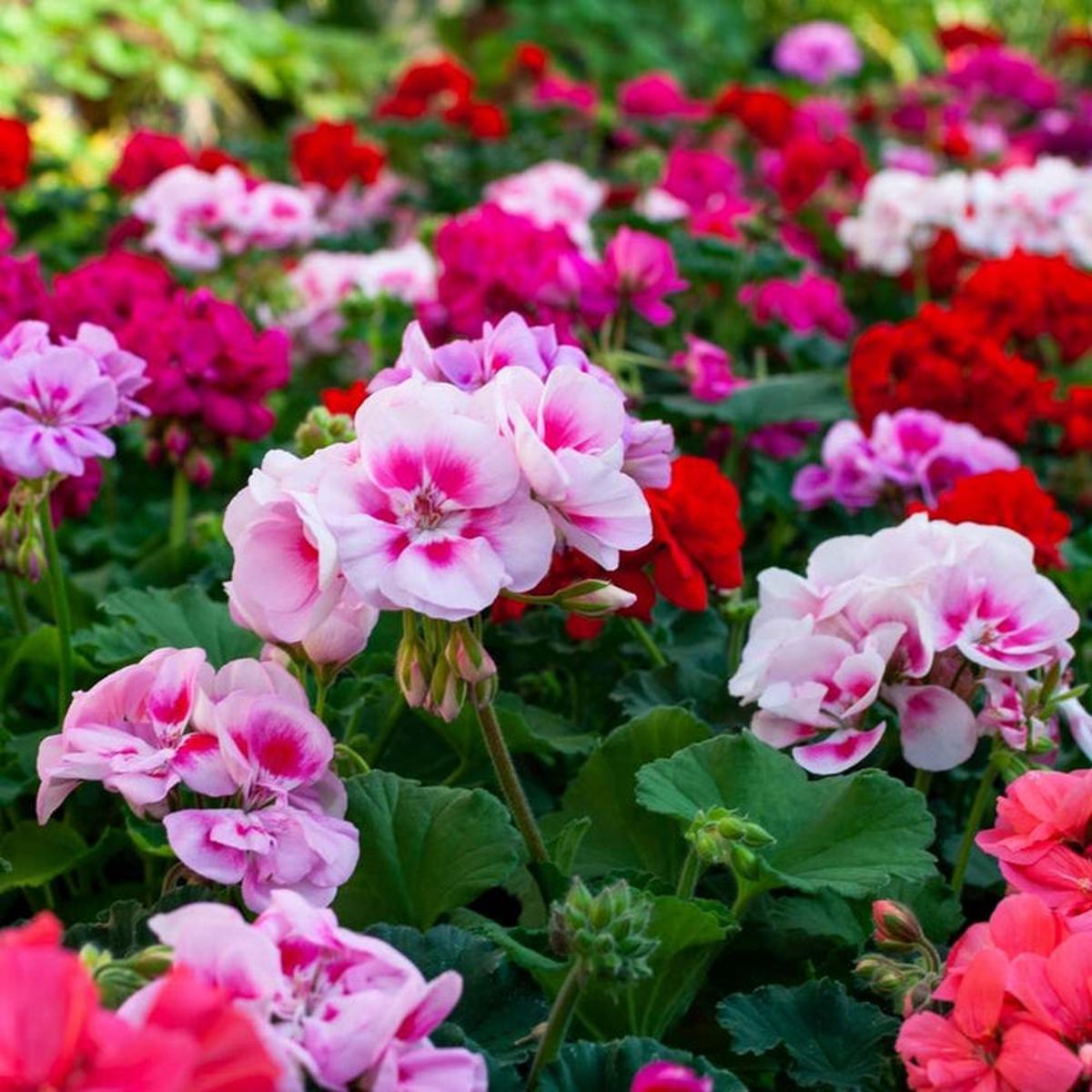 Pelargonium Flower seeds for Planting Colorful Display Heirloom & GMO Free Seeds for Home Garden