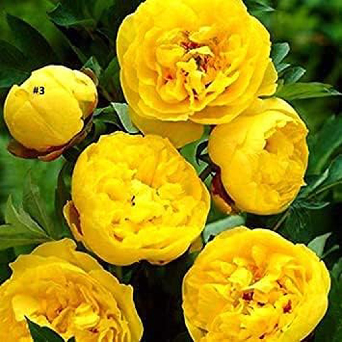 Peony Blossoms - Heirloom, Non - Gmo Seeds