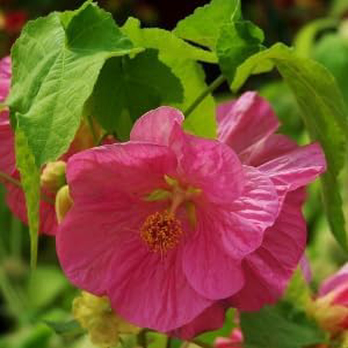Pink Abutilon Striatum Flower Flower Seeds for Home Garden Planting, Lush Organic Blooming