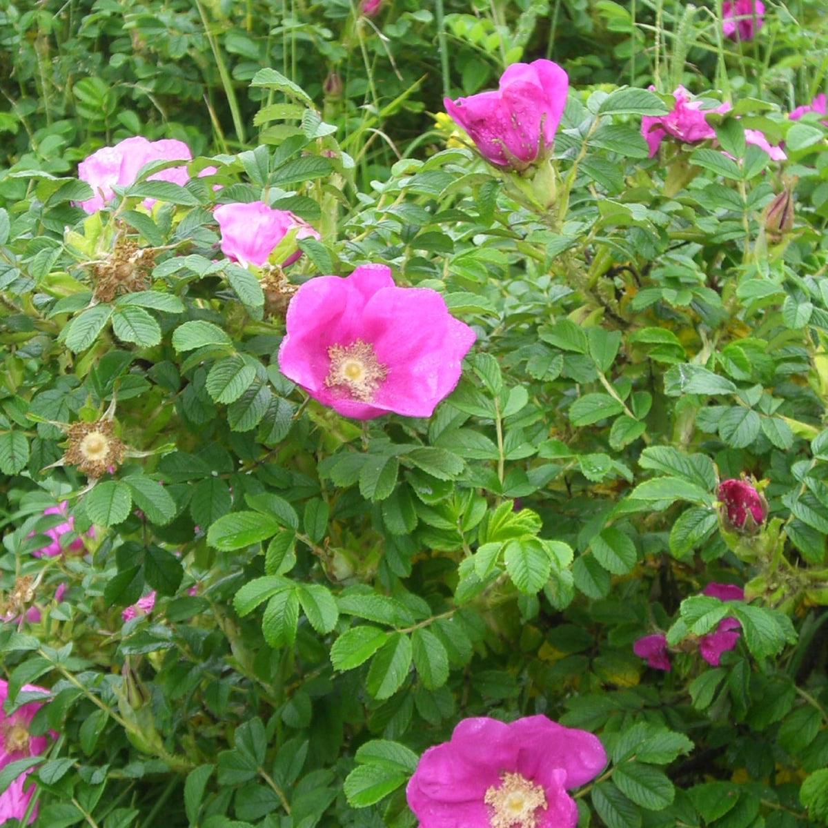 Pink Rugosa Flower seeds for Planting Garden Favorite Heirloom & GMO Free Seeds for Home Garden Sale