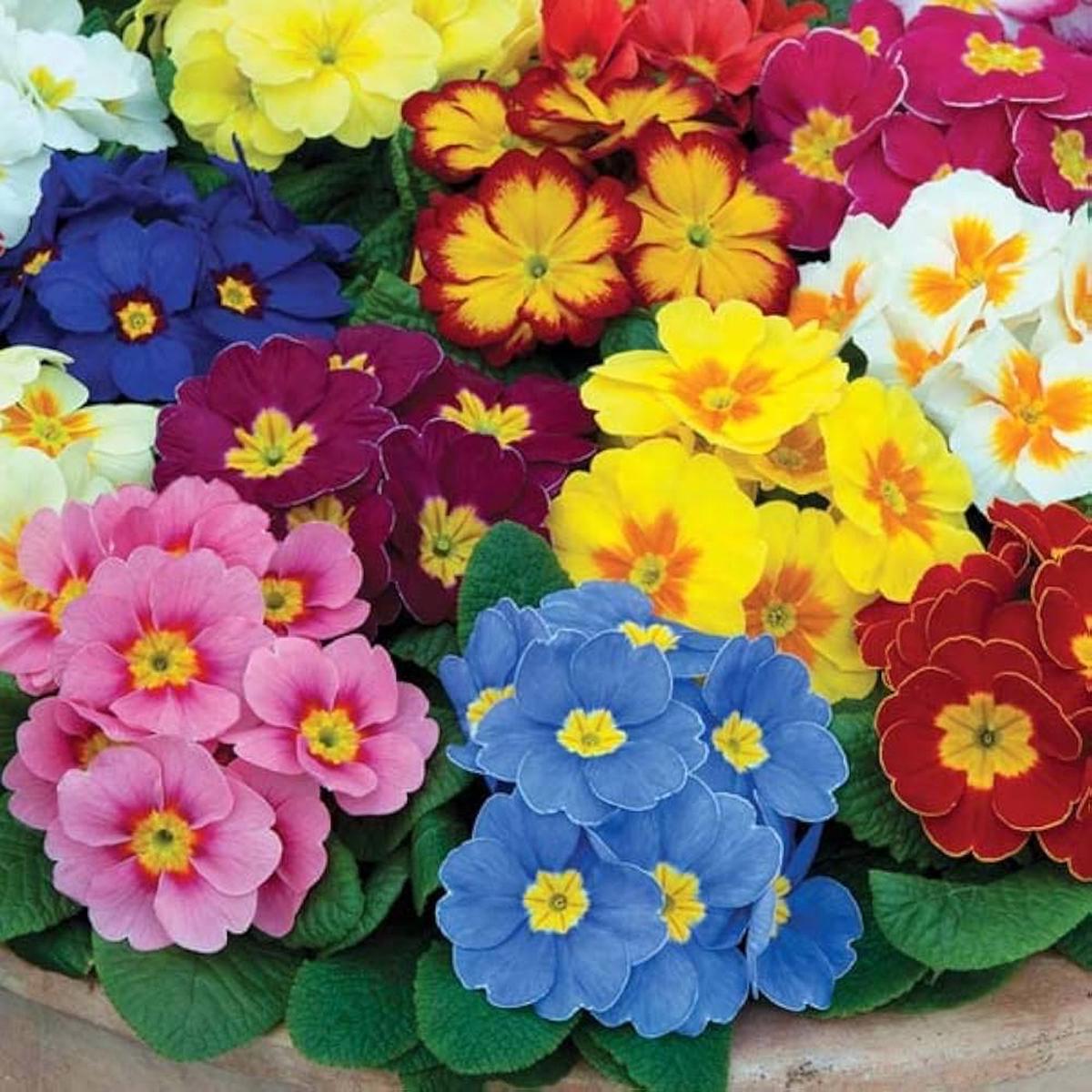 Primula Seeds for Planting Primula Vulgaris mixed colors flower bed window box