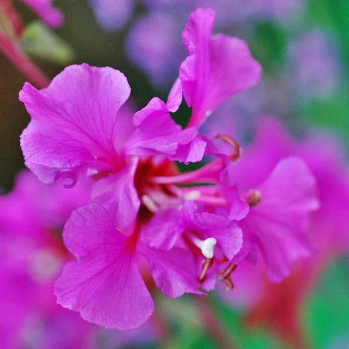Purple Clarkia Flower Seeds  Heirloom, Non-GMO Seeds for Planting Elegant Garden Blooms