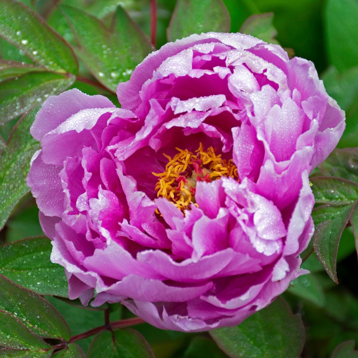 Purple Paeonia Suffruticosa Flower Seeds for Planting - NON GMO Seeds