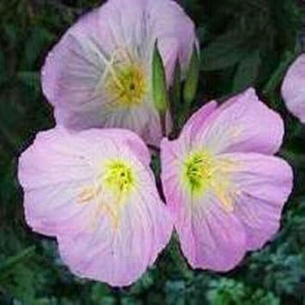 Purple Primrose Flower Seeds for Planting Heirloom Non-GMO High Germination Organic Garden Seeds
